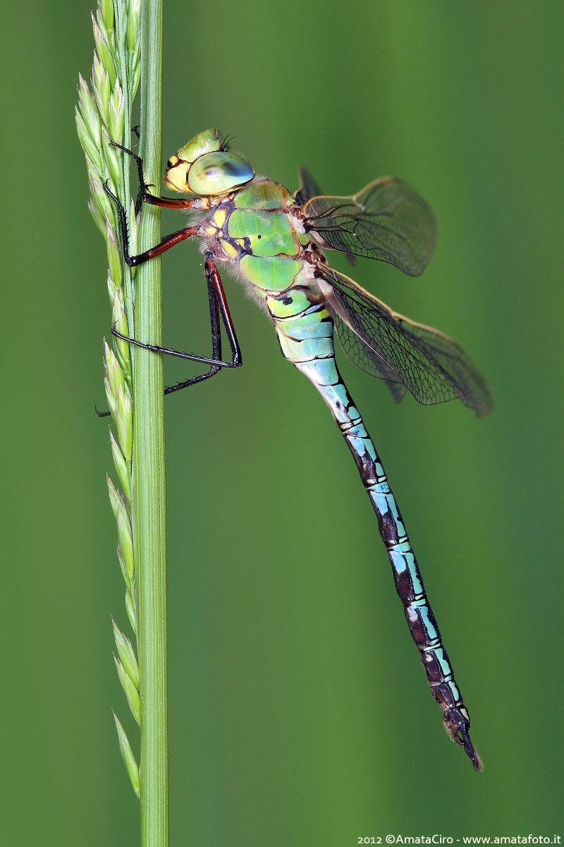 Anax imperator (Leach, 1815) - Aeshnidae  -  maschio
