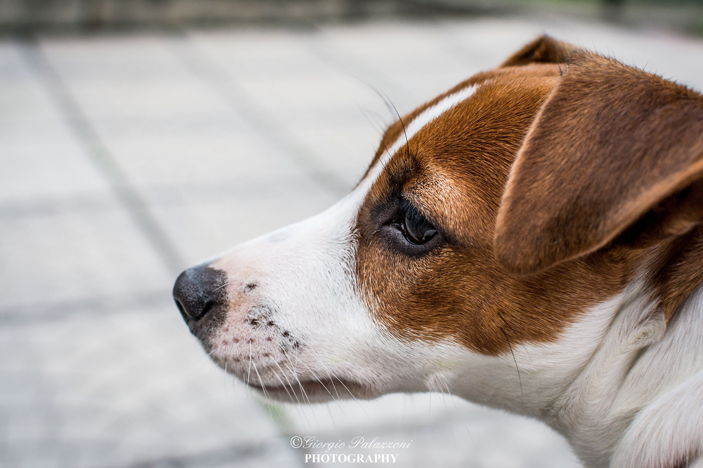 Looking trough the dog eyes..