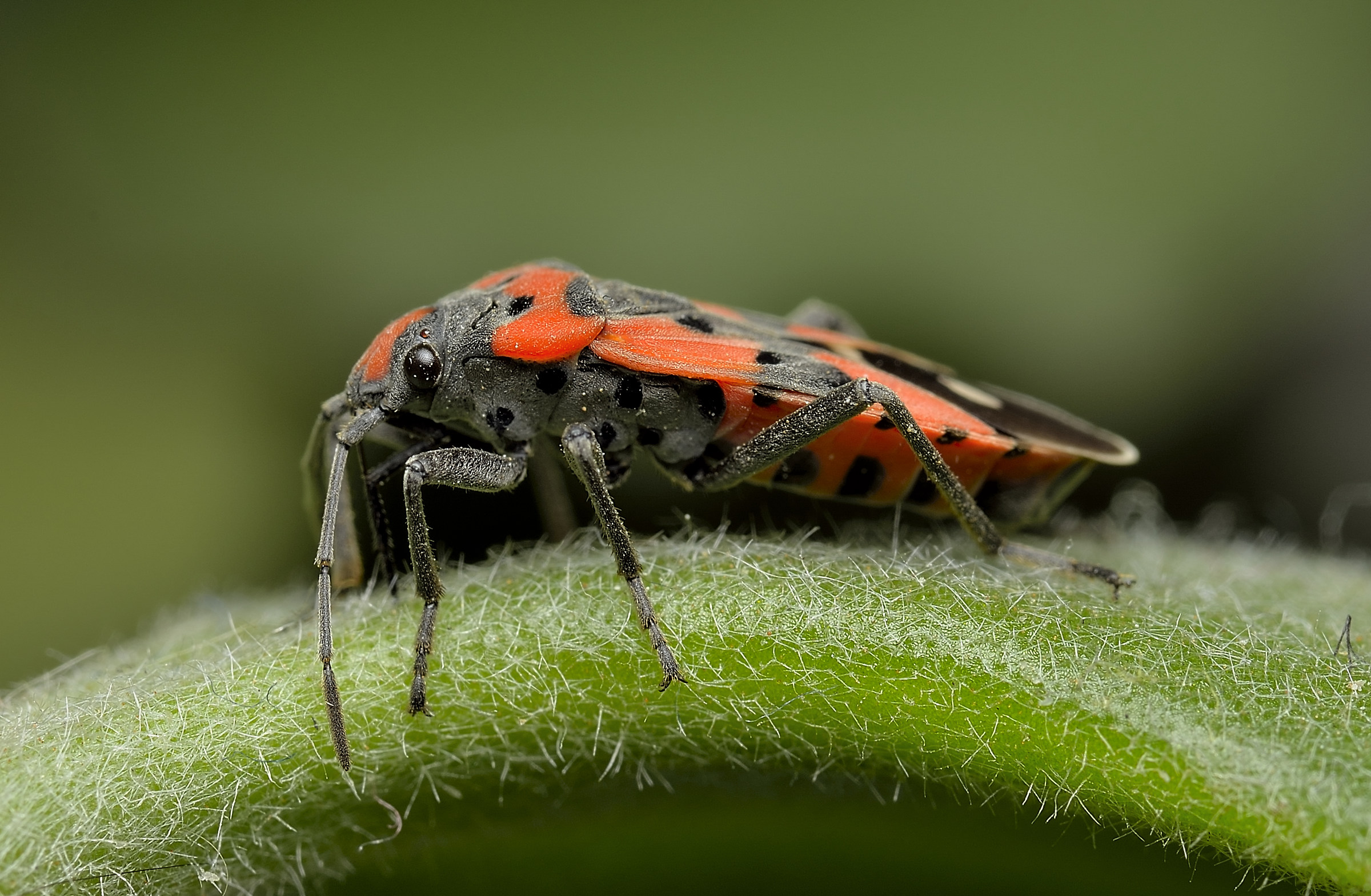 Spilostethus pandurus