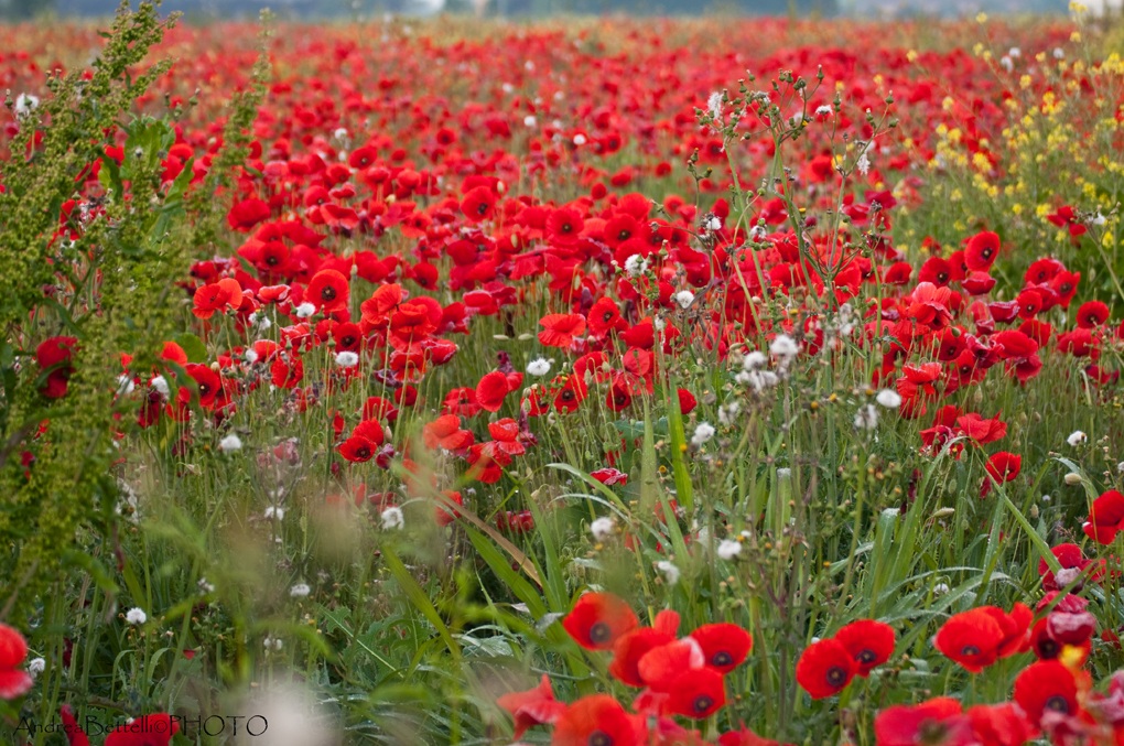 Field of Poppies