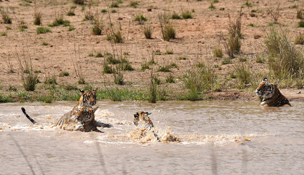 Quattro tigri in acqua