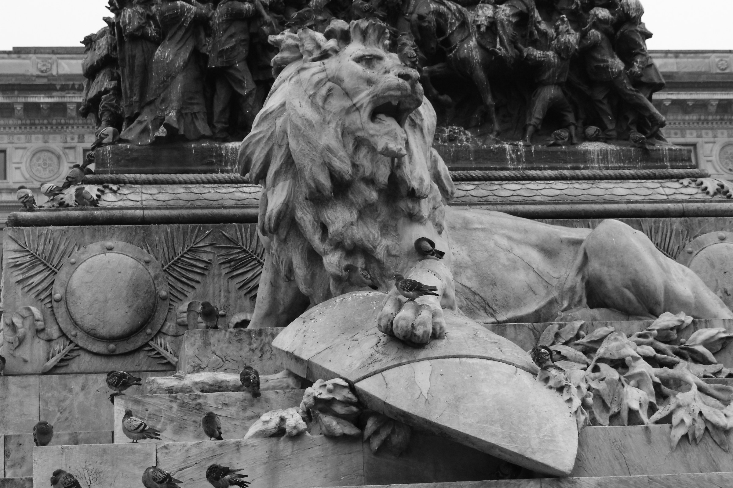 A lion in black and white