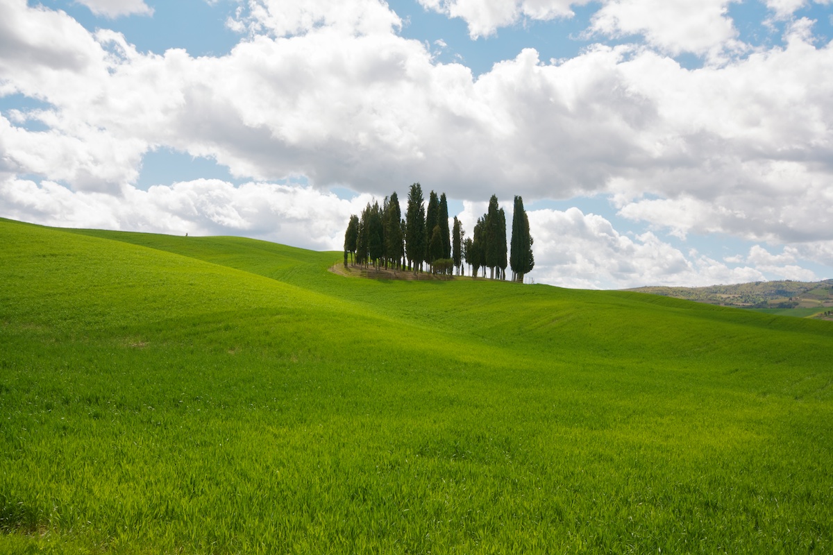 Cypresses of San Quirico D'Orcia - 1