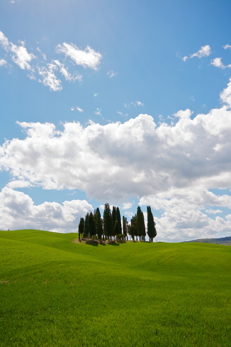 Cypresses of San Quirico D'Orcia - 2