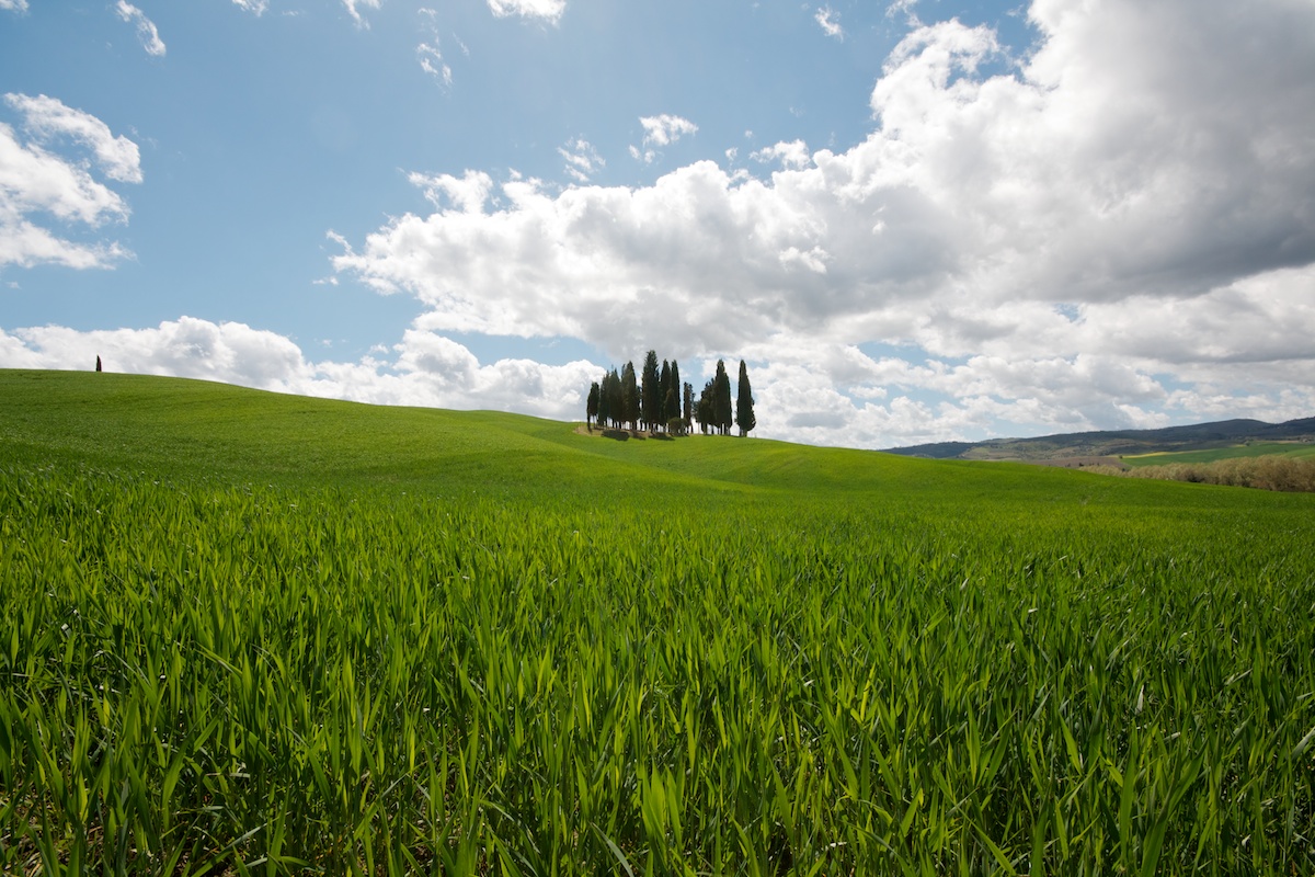 Cypresses of San Quirico D'Orcia - 3