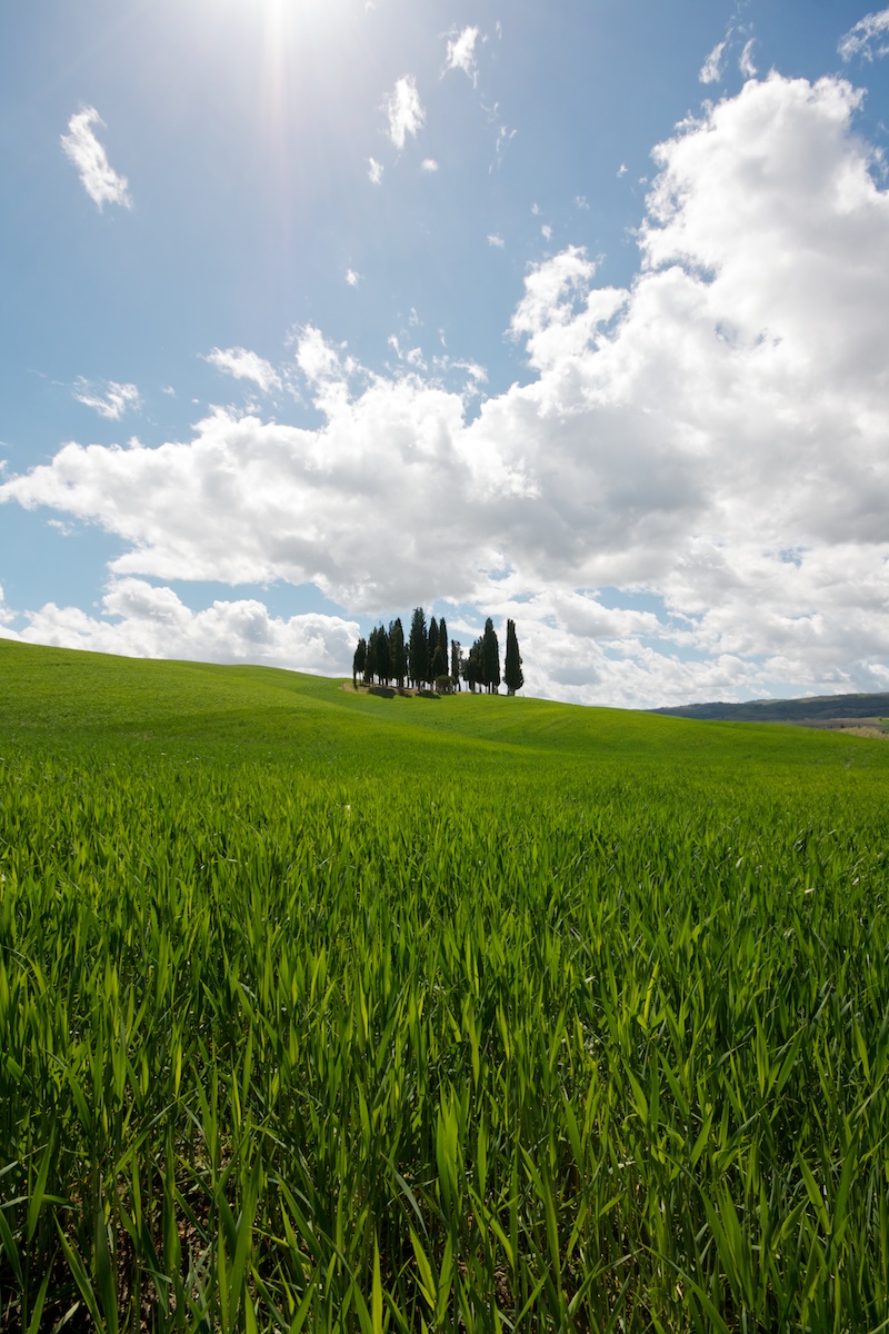 Cypresses of San Quirico D'Orcia - 4