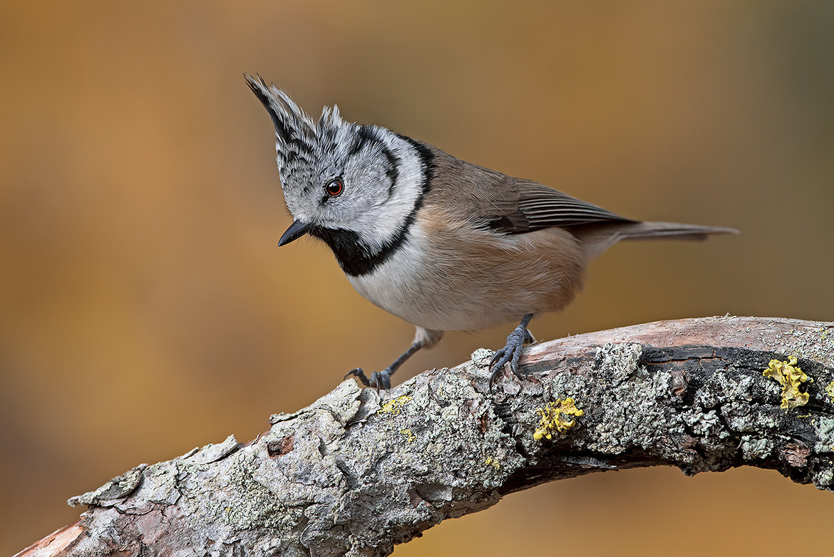 Crested Tit