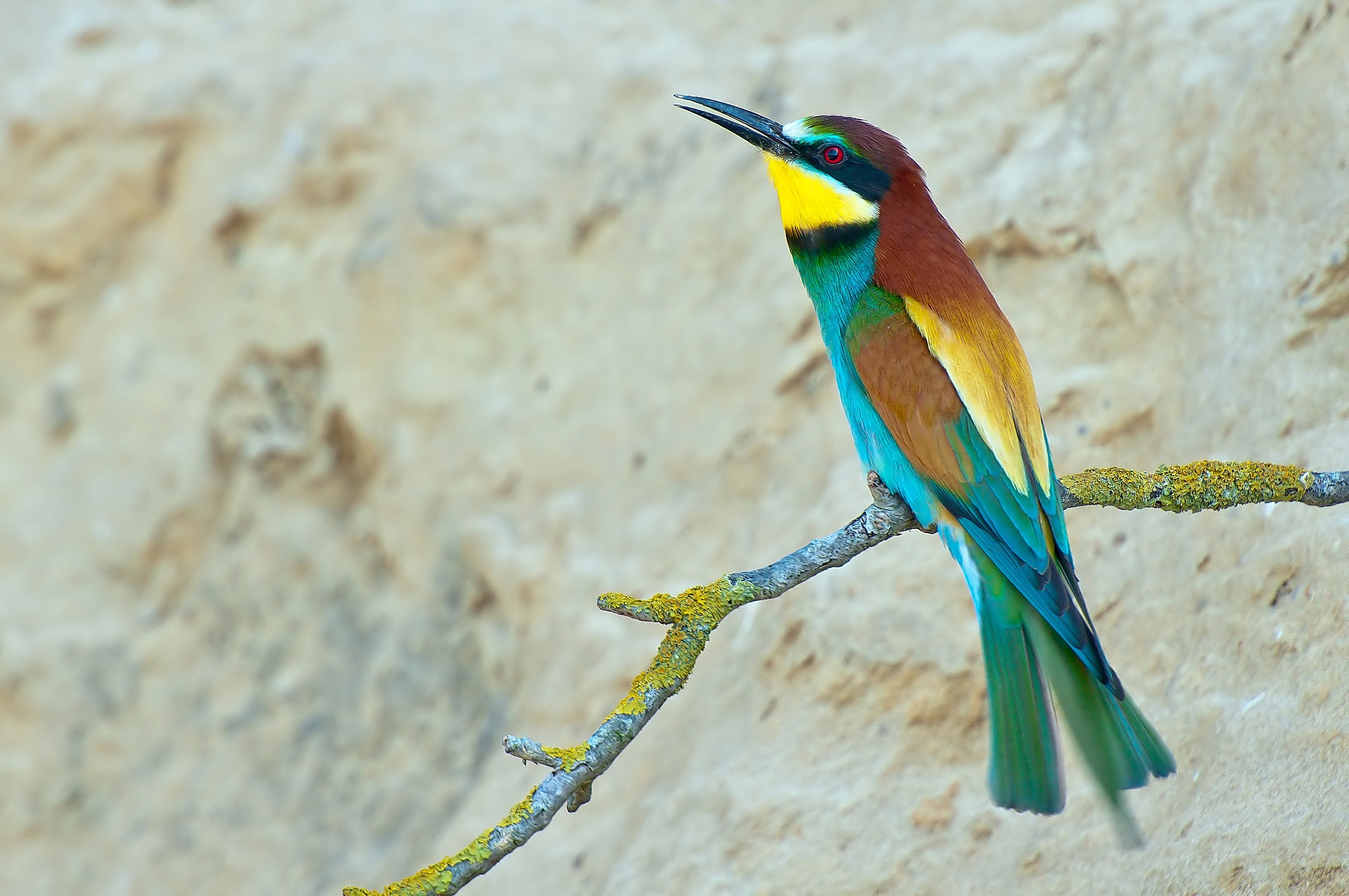 coda vibranteeeeeee......( richiamo d'amore )