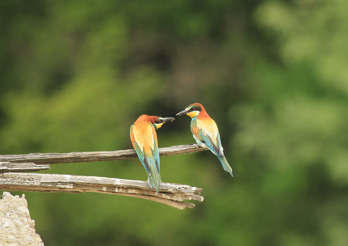 In omaggio................