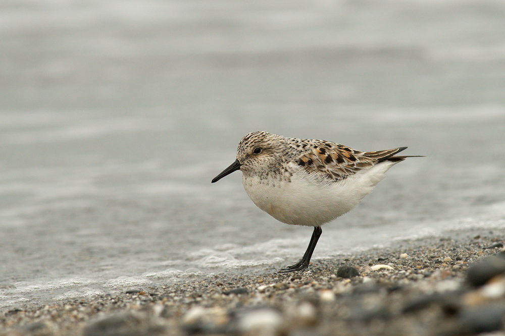 common broad-billed or nano?