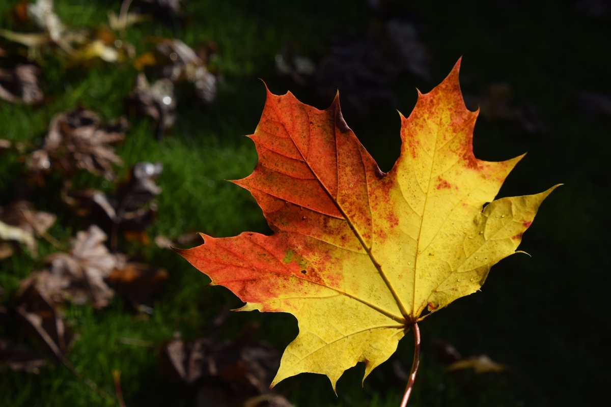 Autumn Leaf
