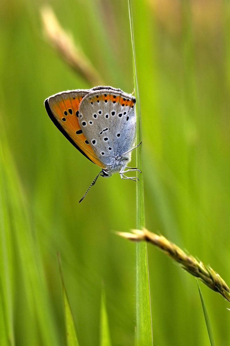 Lycaena dispar
