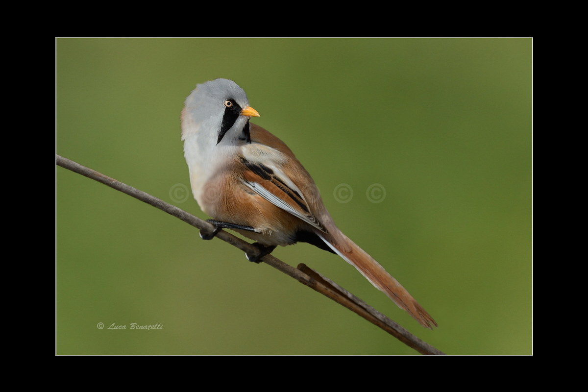Bearded Tit