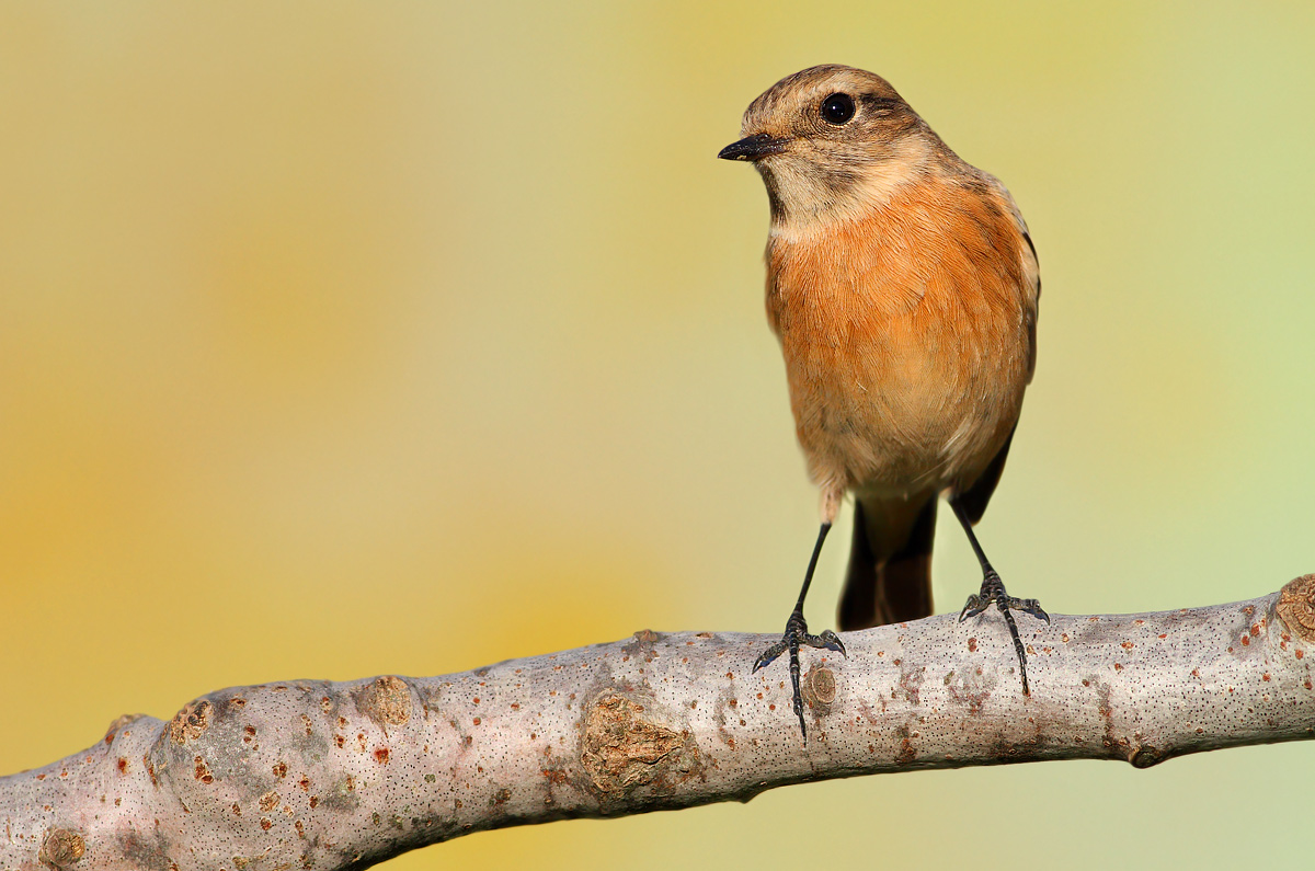 stonechat