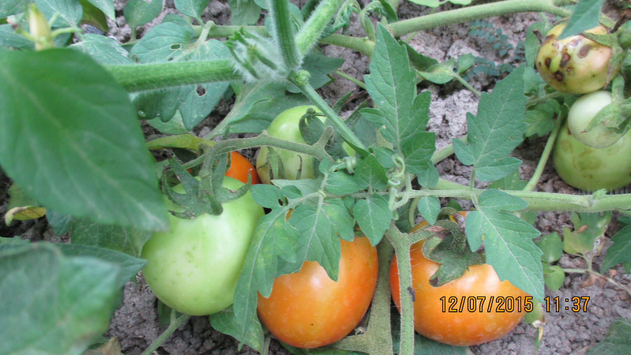 nostro pomodoro giardino