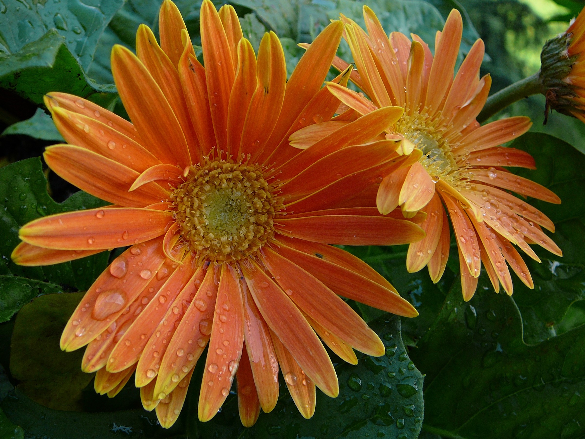 gerbere arancione dopo una pioggia