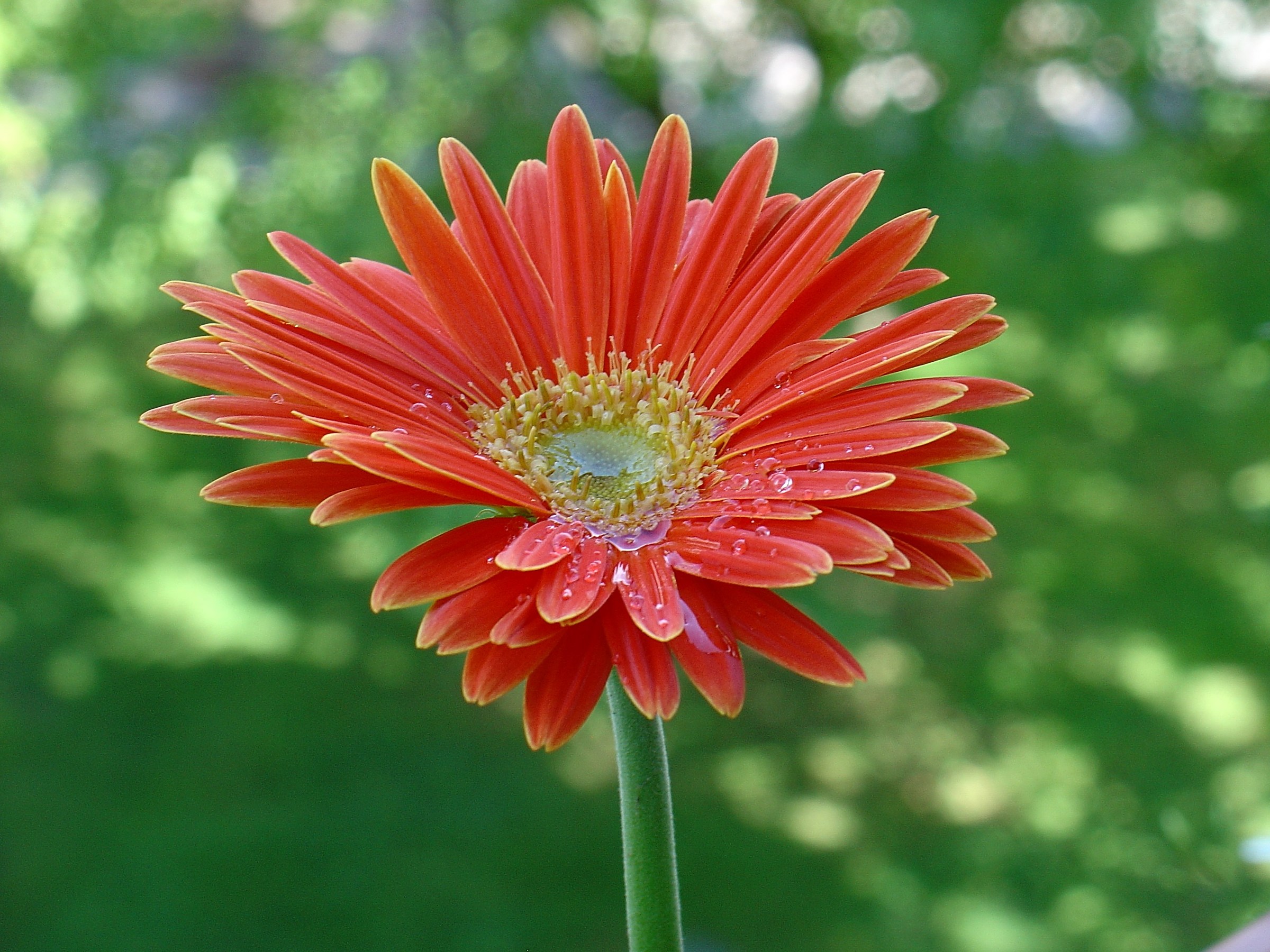 Gerbera rossa dopo una pioggia