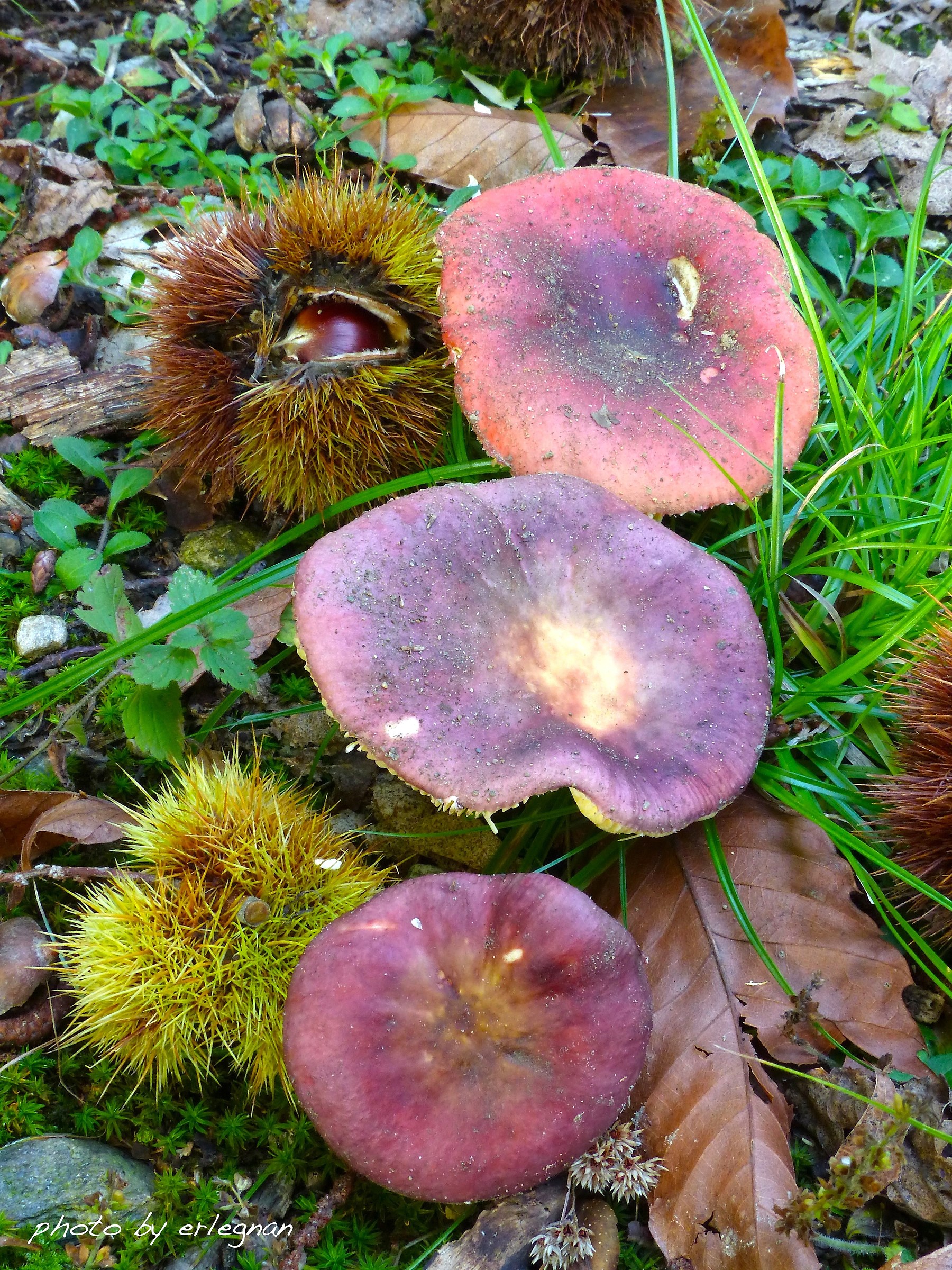 All in a row without pushing