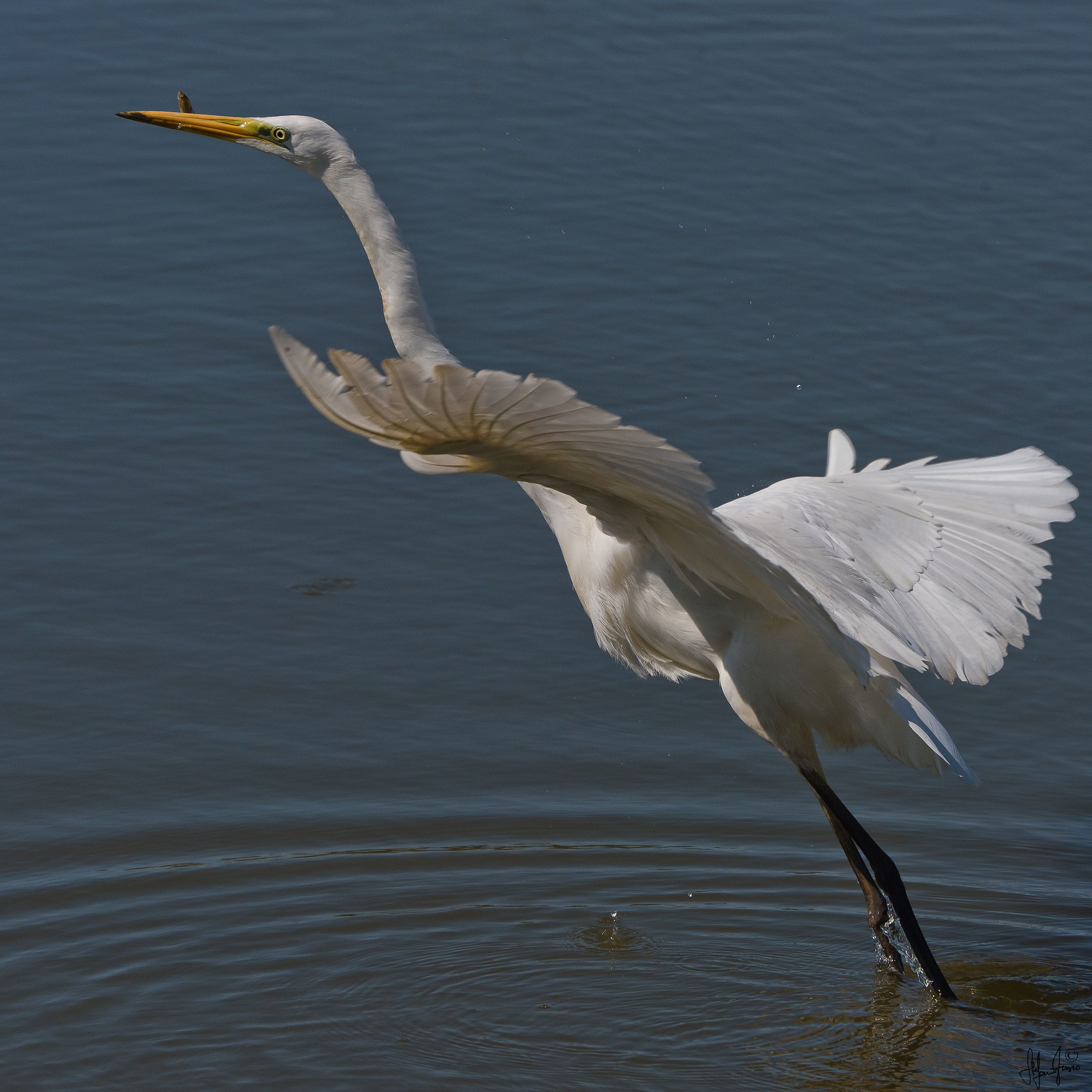 Airone bianco maggiore-5636