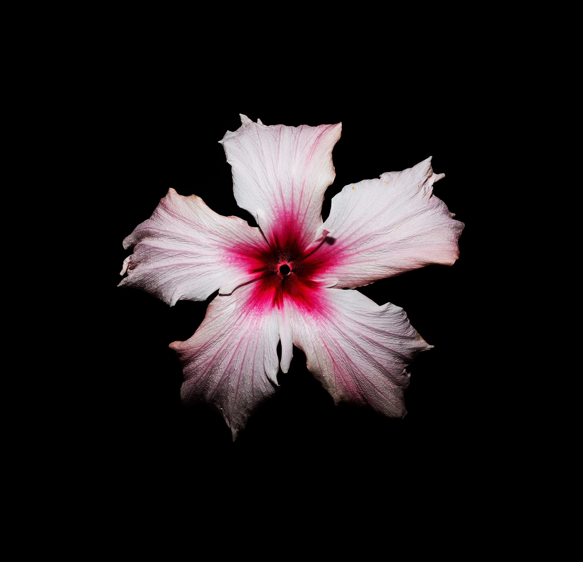 Hibiscus .... Spistillato.