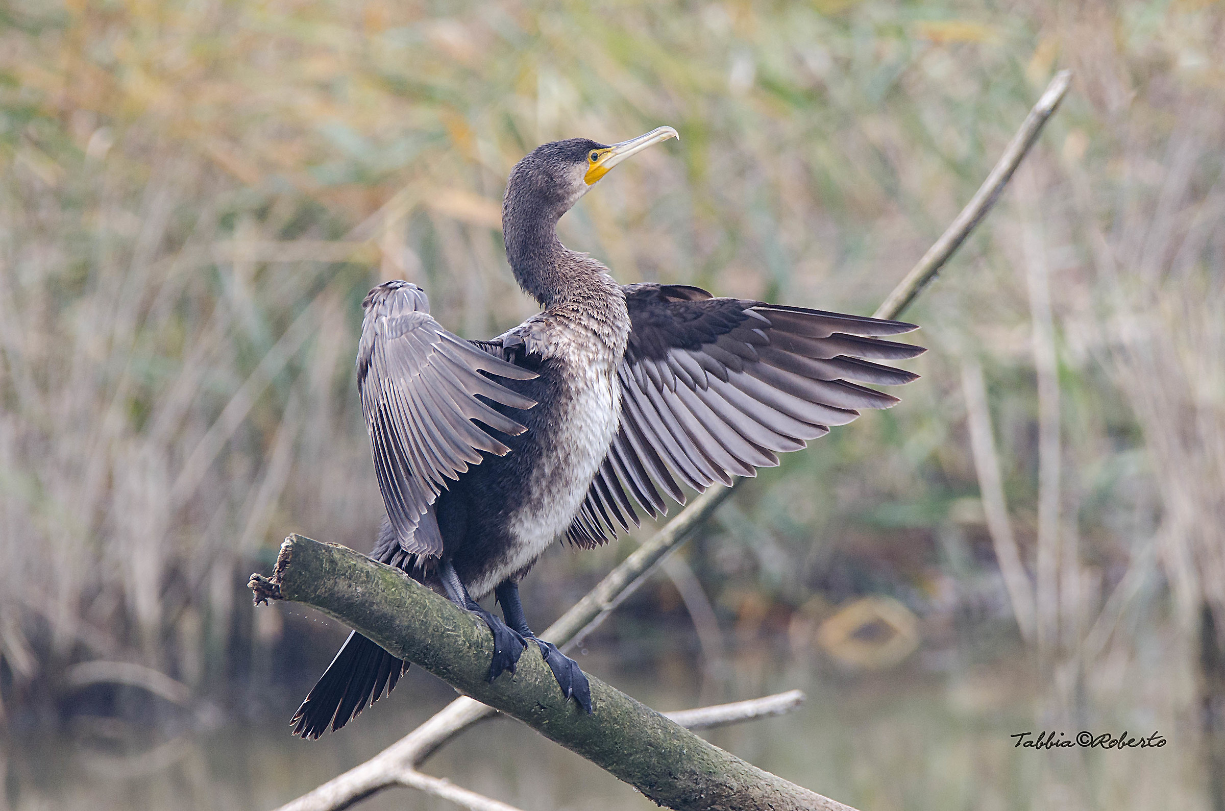 cormorano