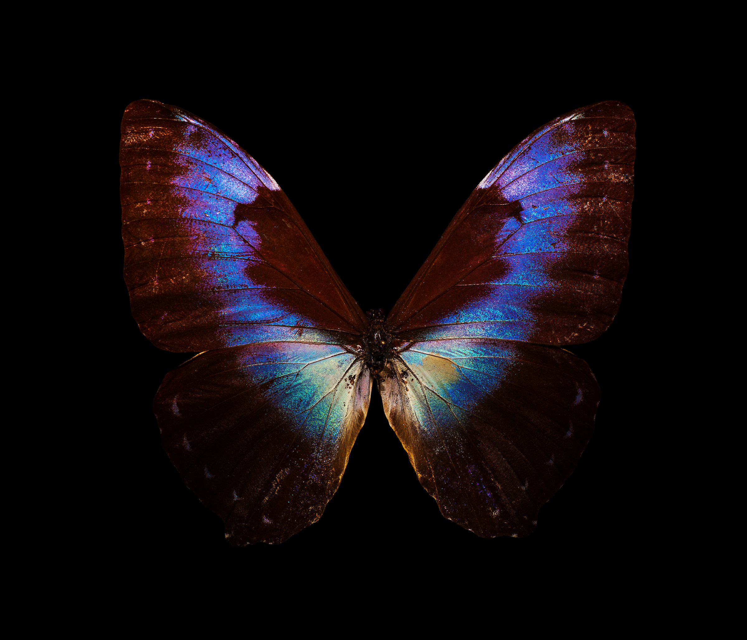 Butterfly, I remember the first school trip.