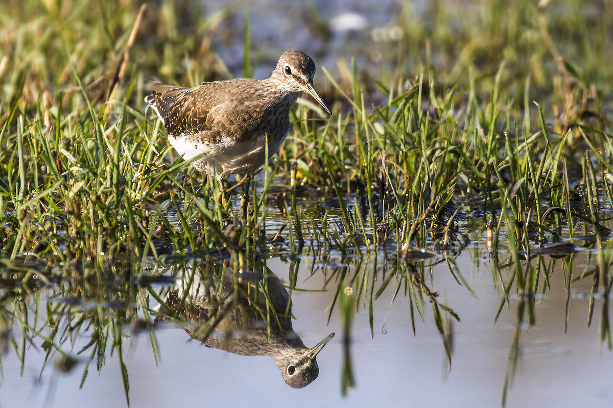 sandpiper 2