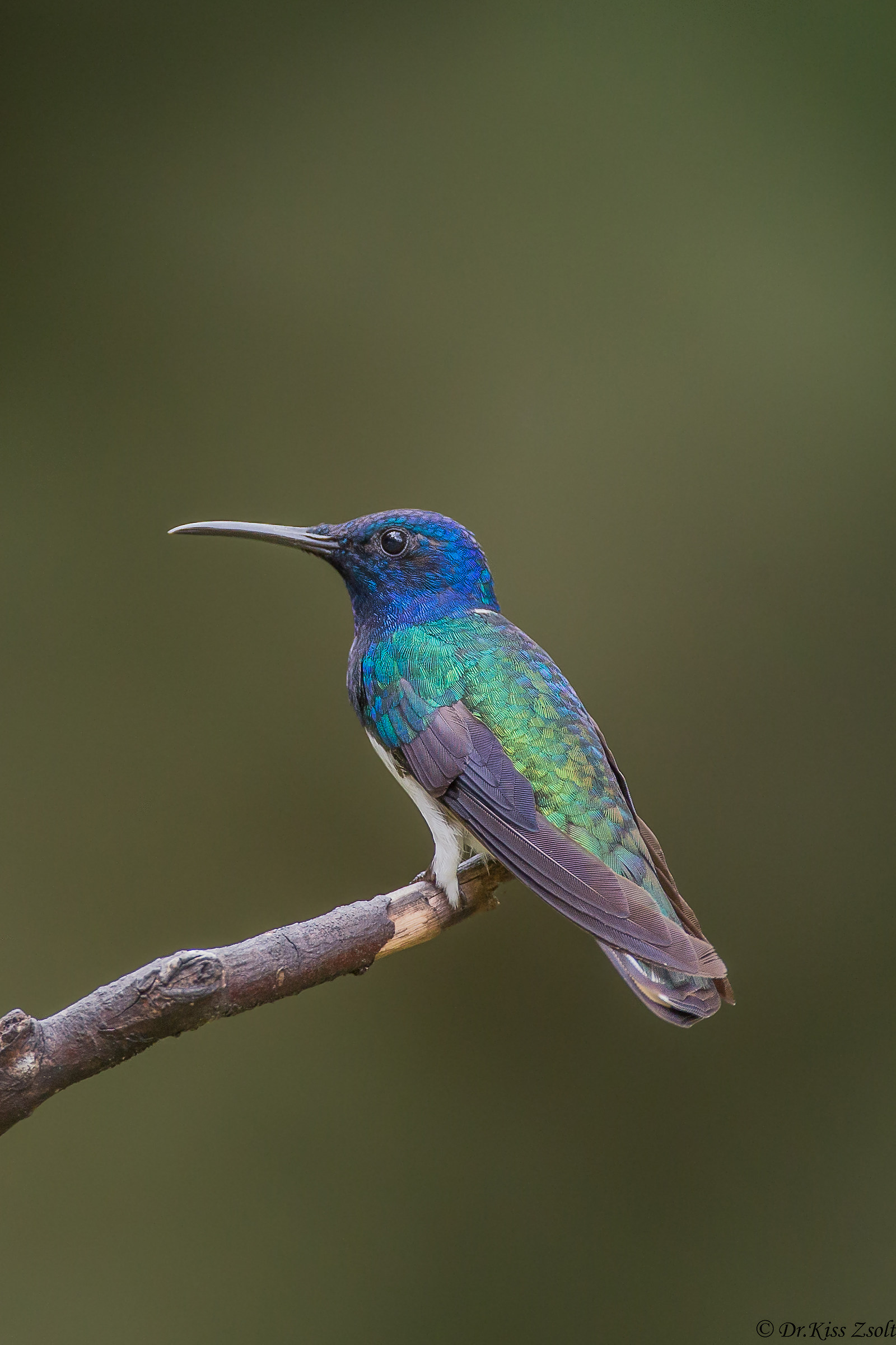 Giacobina Bianco-collo