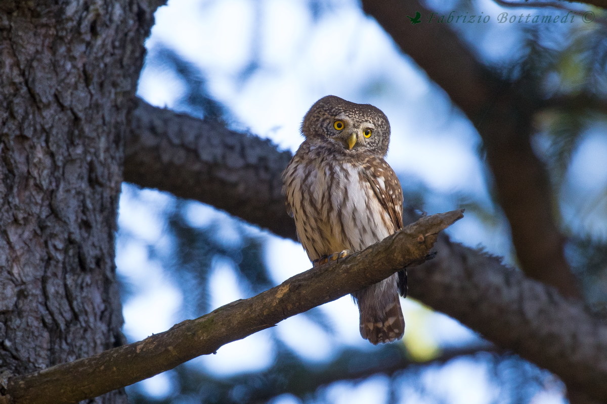 Pygmy Owl