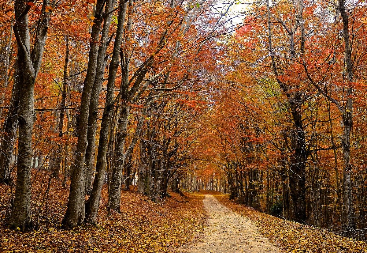 The colors of the forest Martese