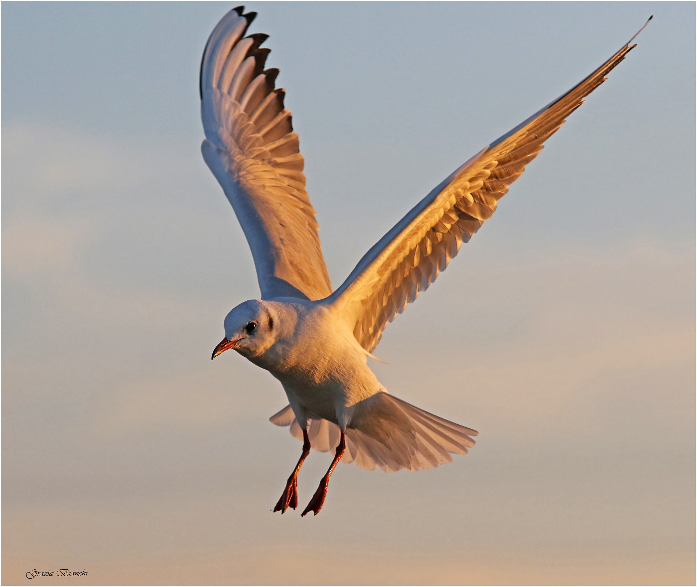 Gabbiano al tramonto sull'Arno