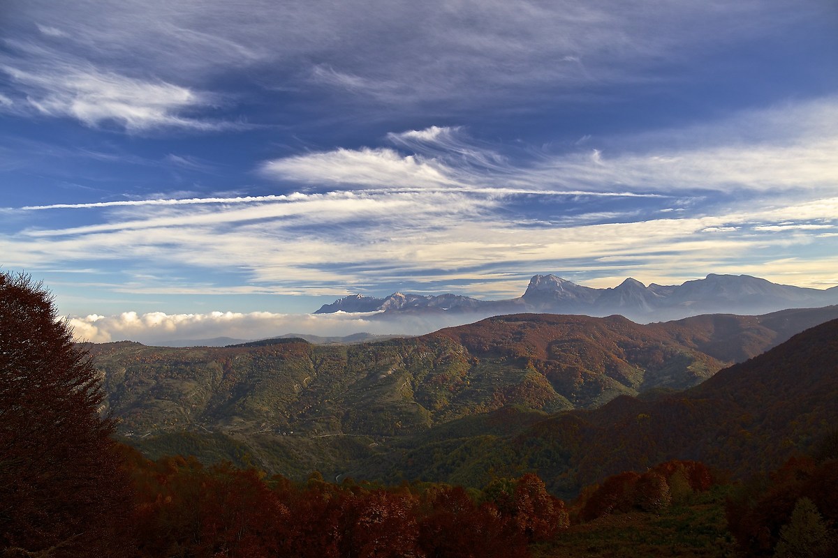The history of the forest Martese