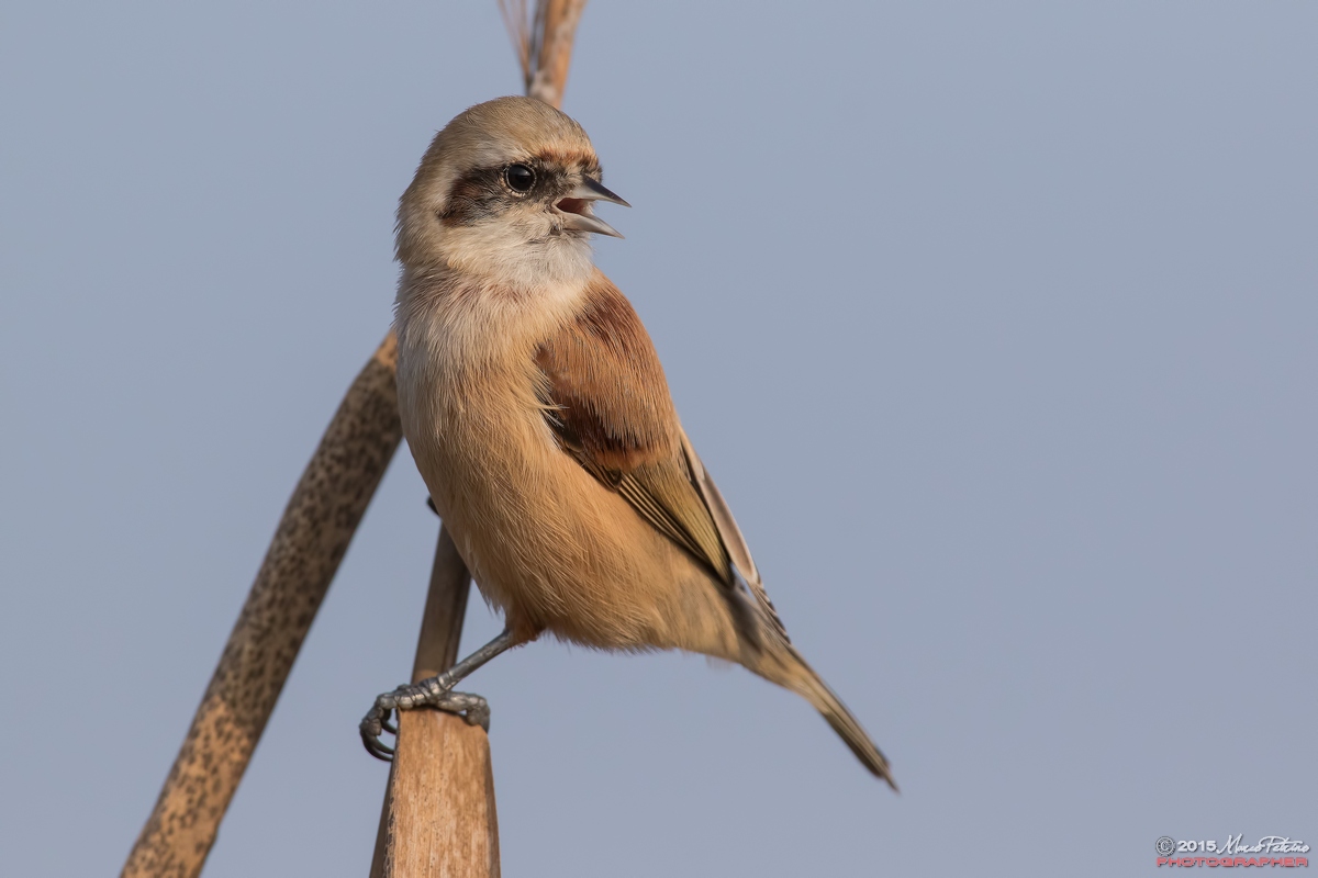Pendolino (Remiz pendulinus)
