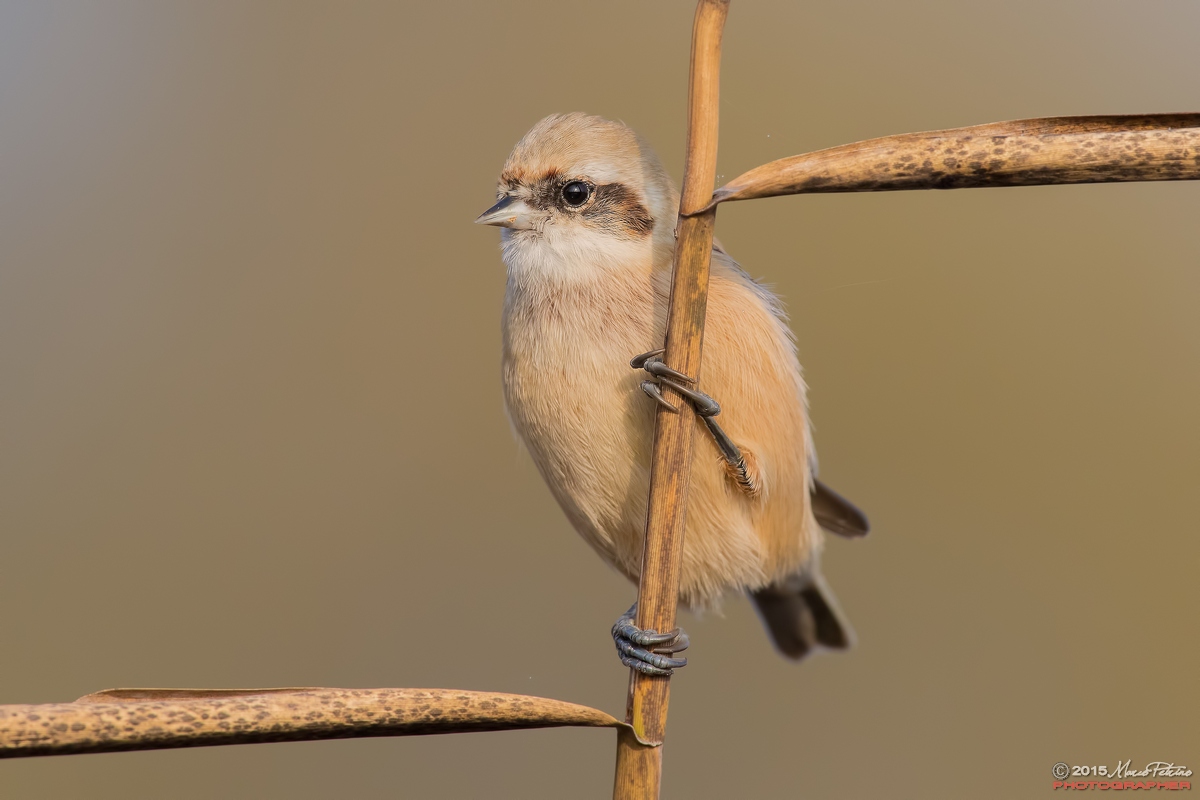 Pendolino (Remiz pendulinus)