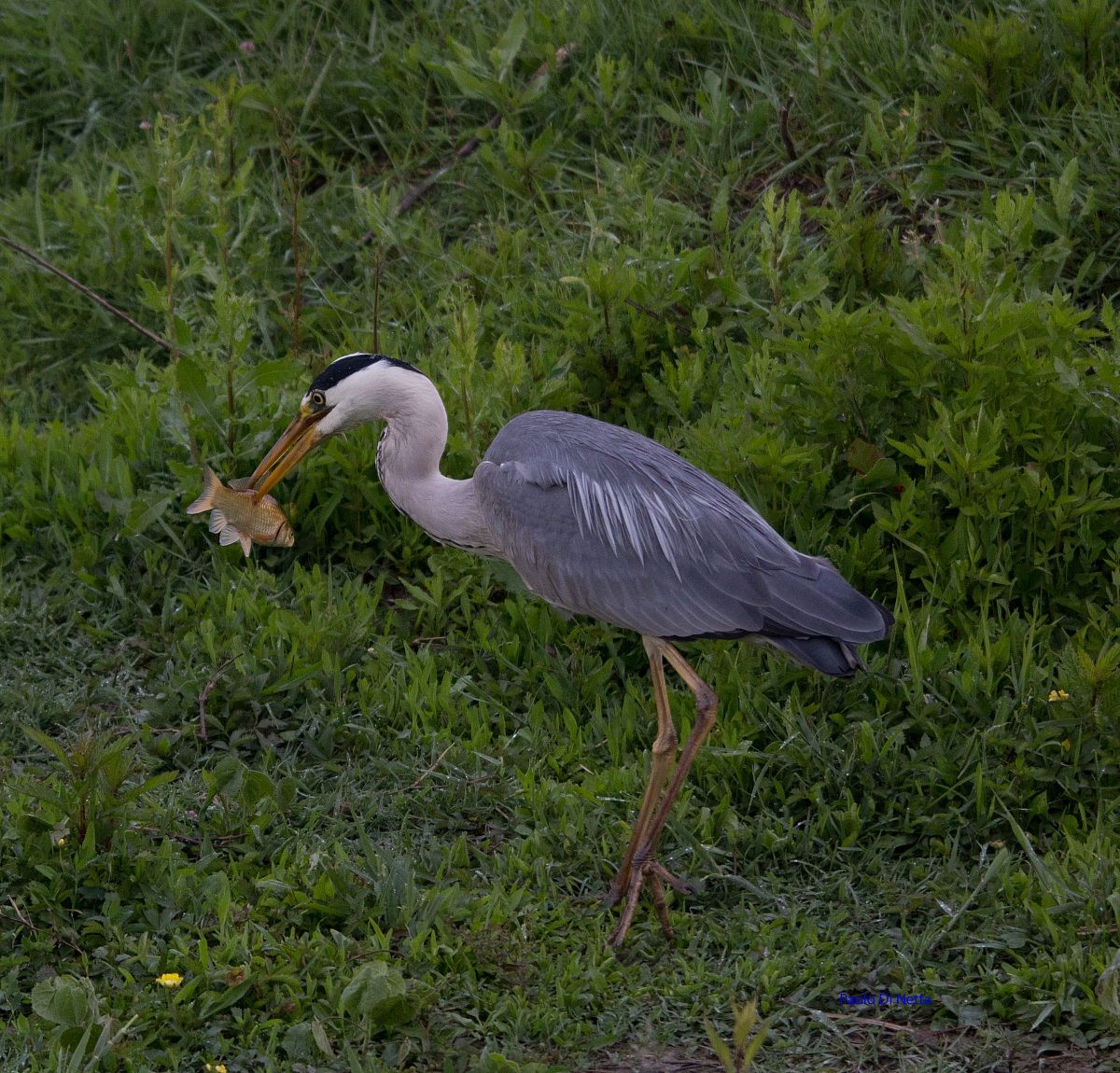 Airone Cenerino con pranzo