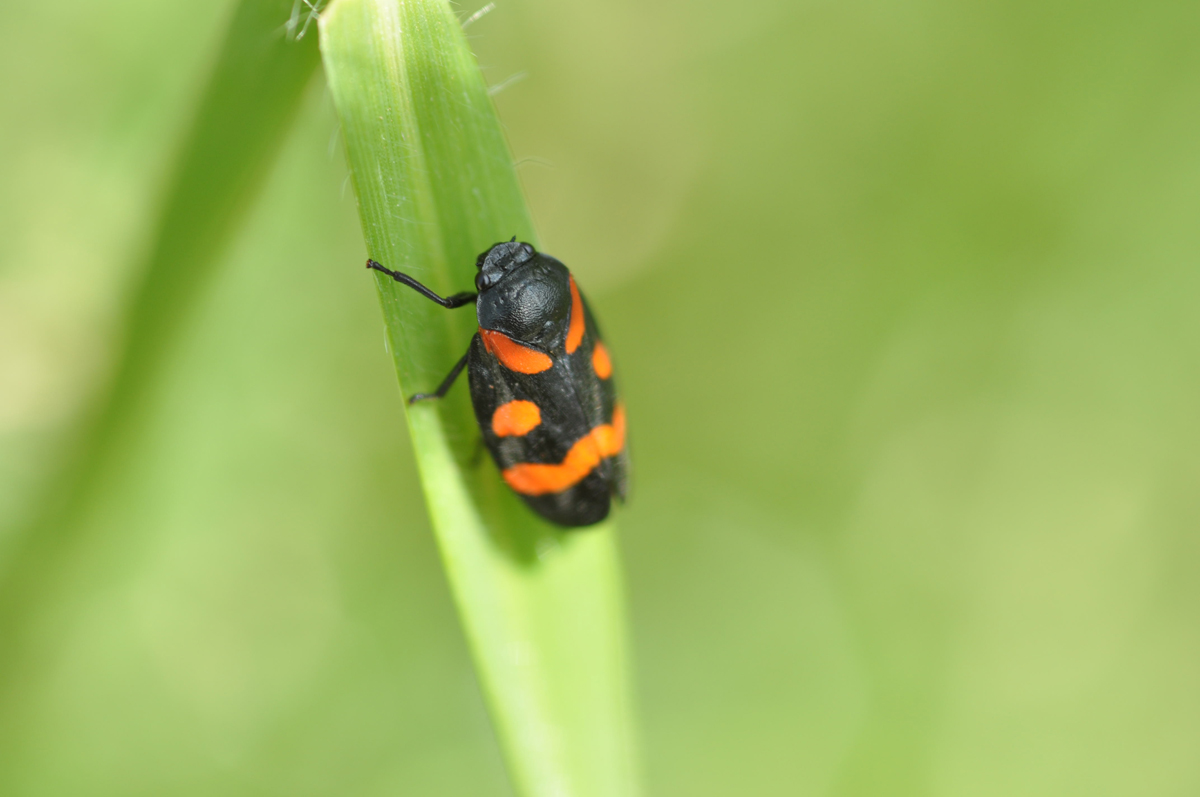 Mimetismo imperfetto....