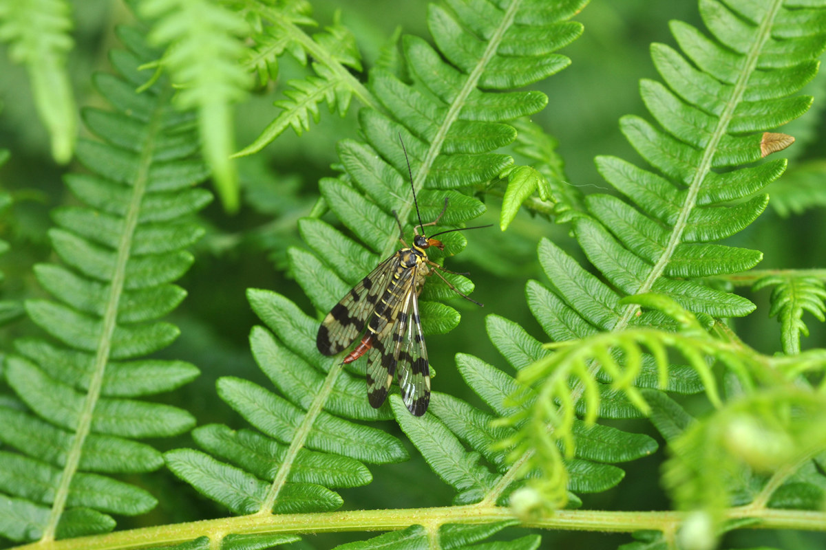 Mosca scorpione (femmina)