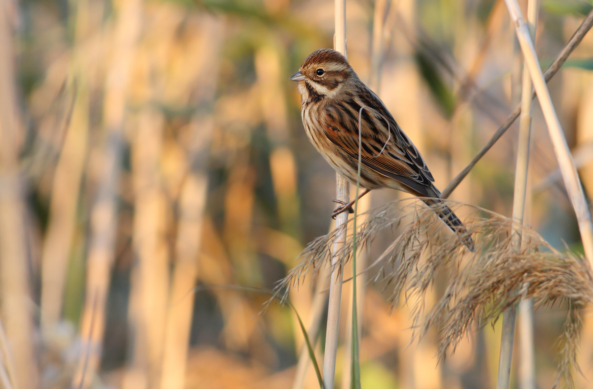 Reed Bunting
