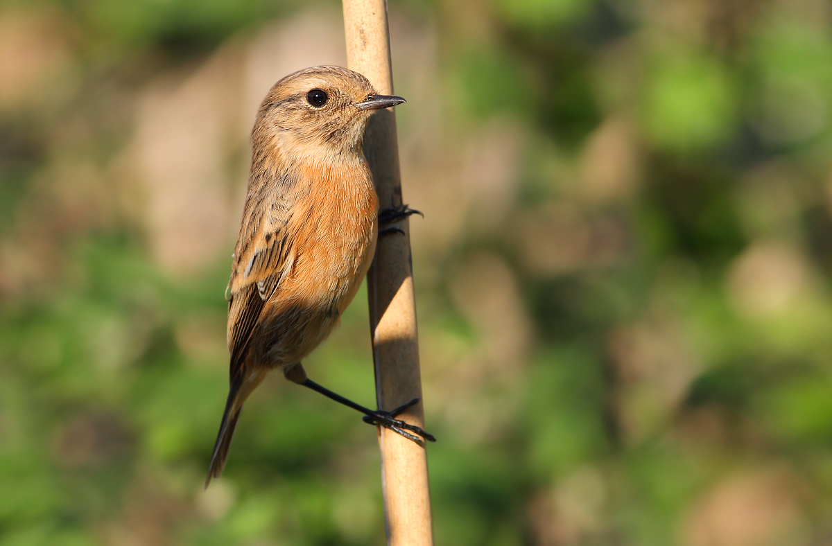 stonechat