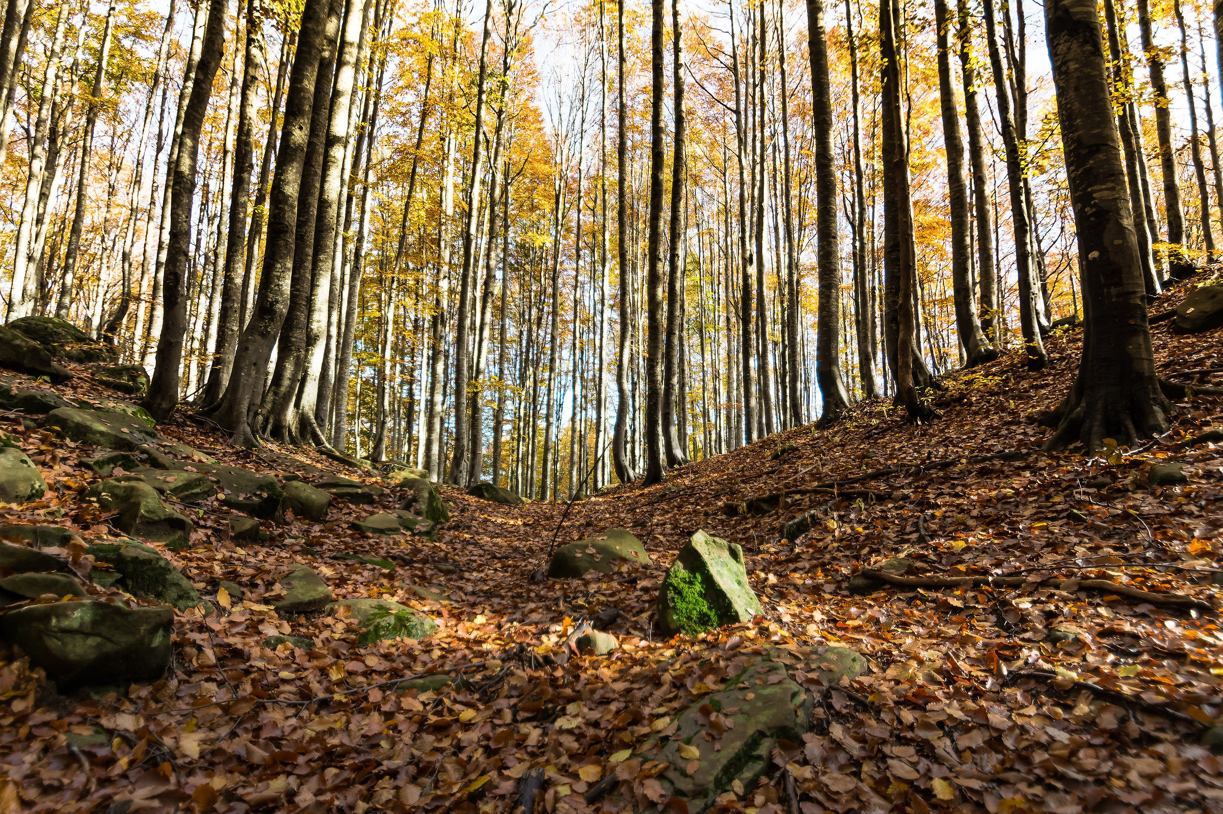 Carpet of leaves on the trail