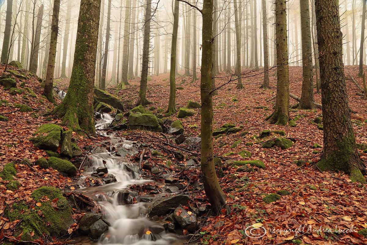ruscello nella nella nebbia