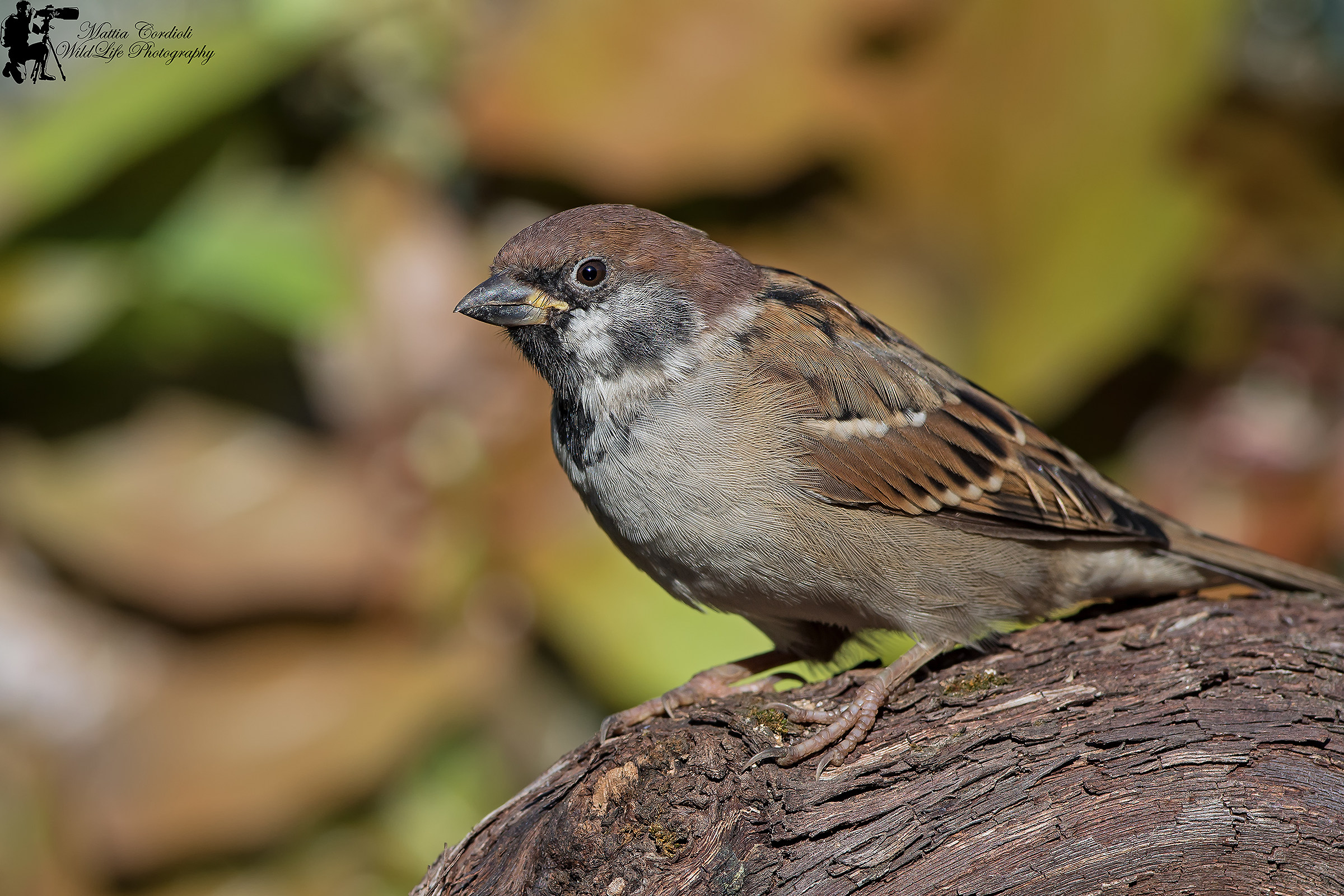 tree sparrow KM zero