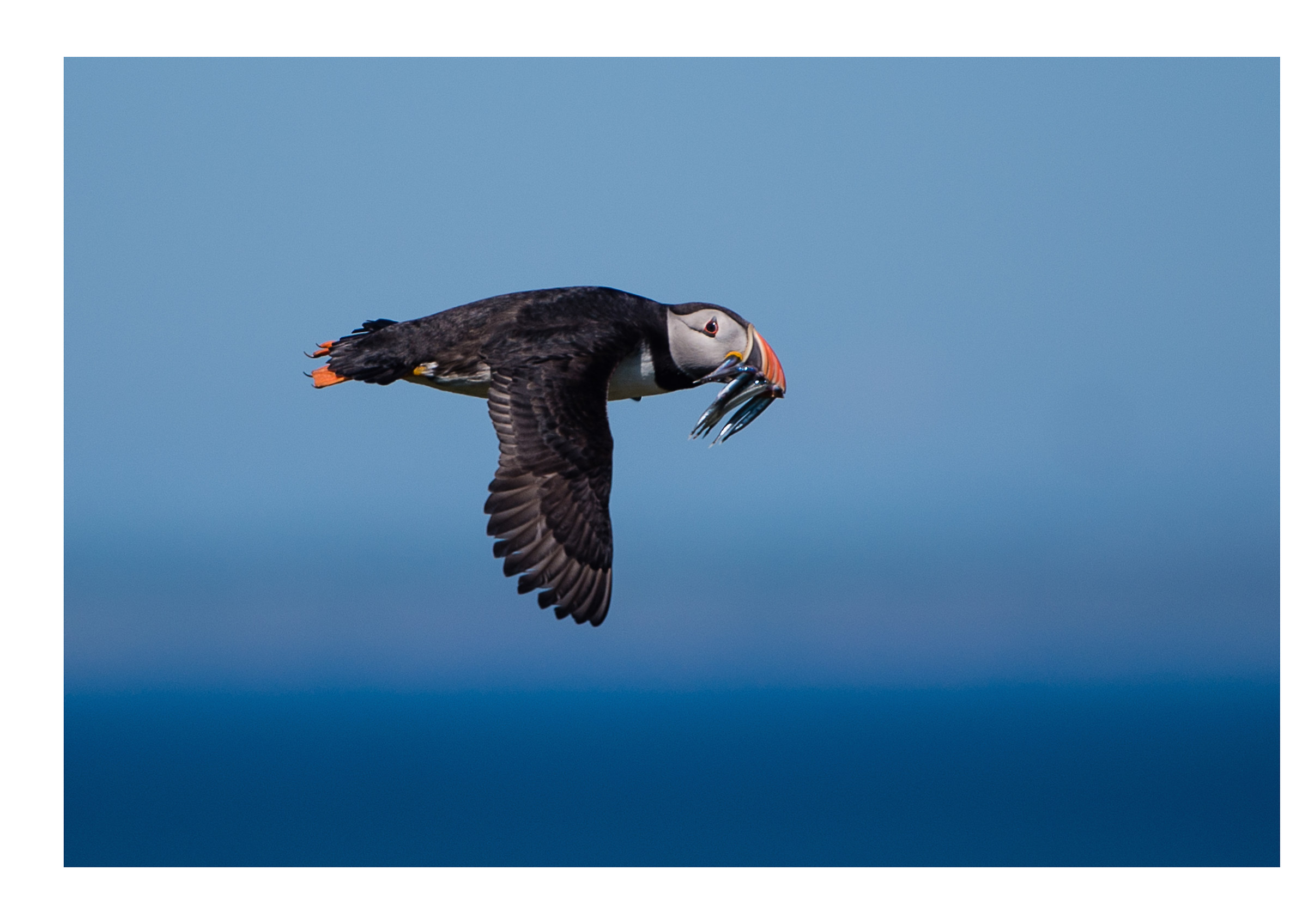 Flying back with dinner