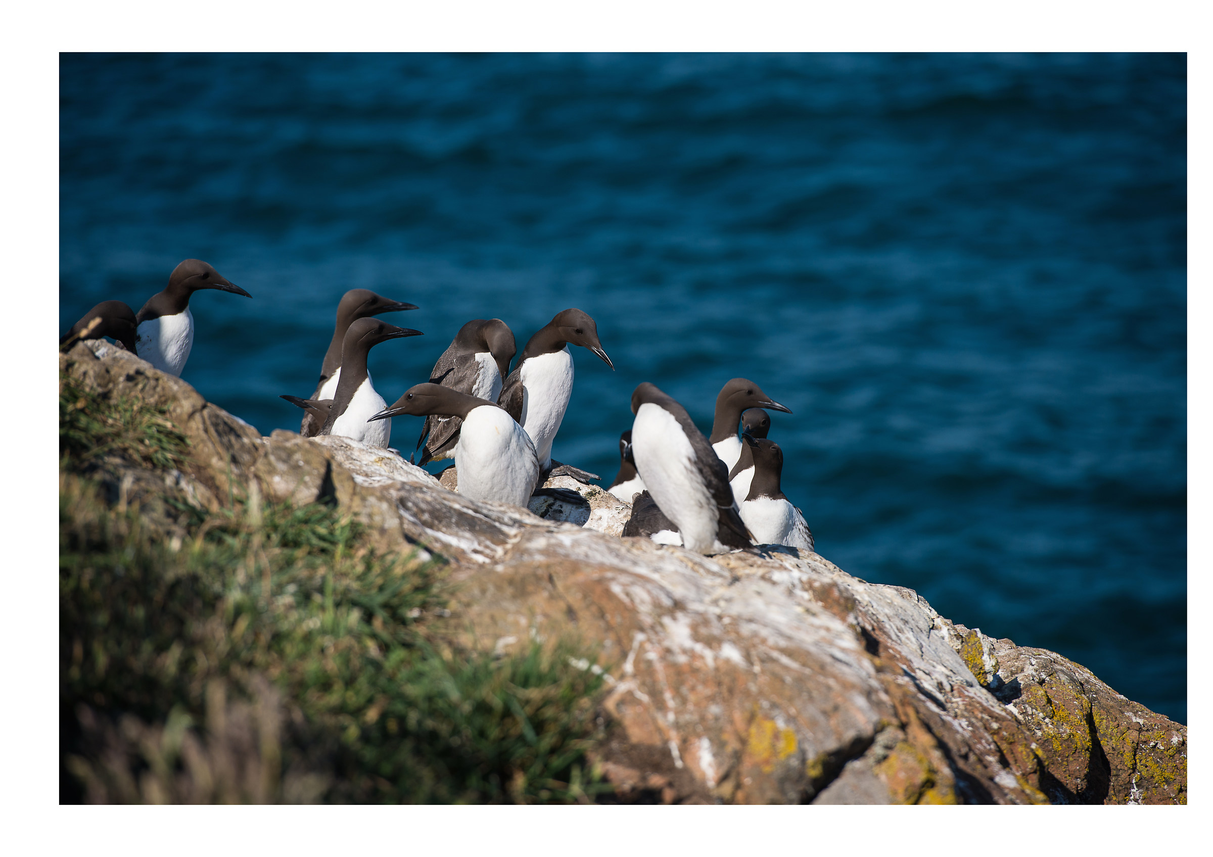 Guillemots on the rock