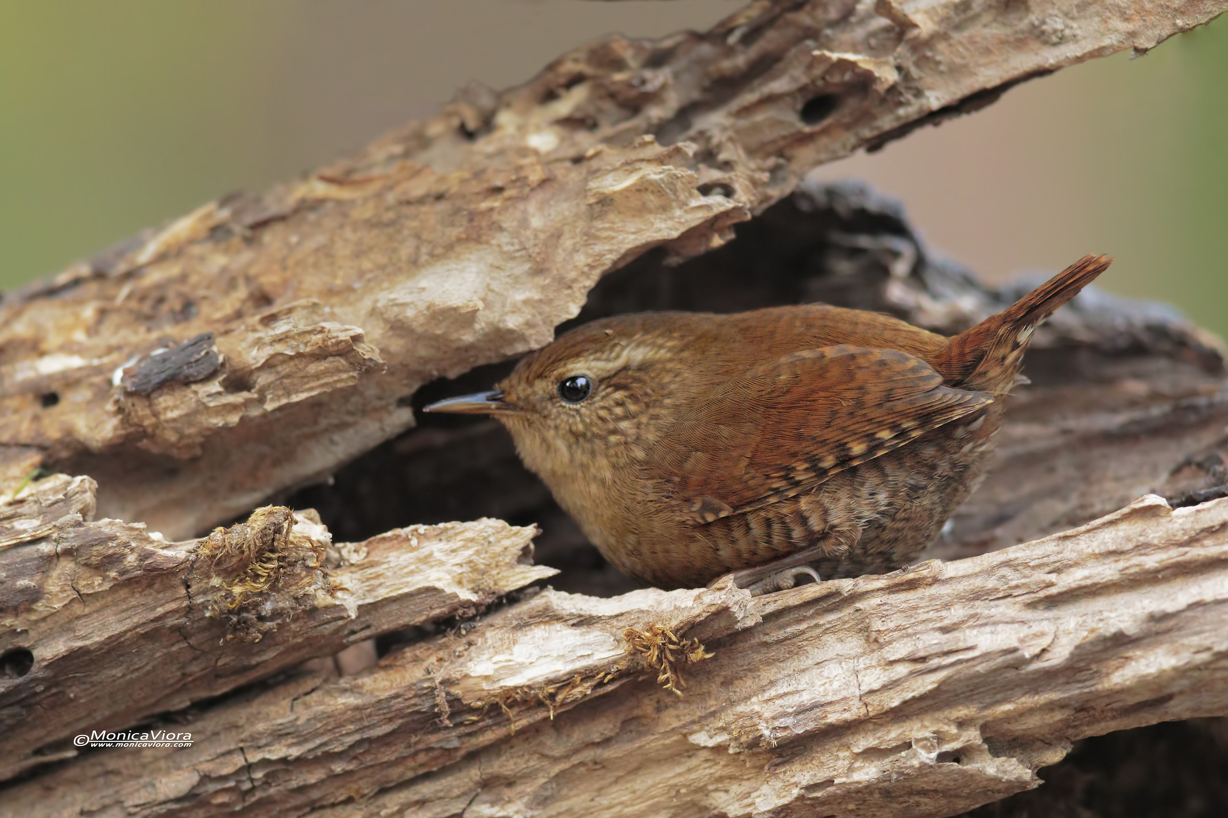 wren