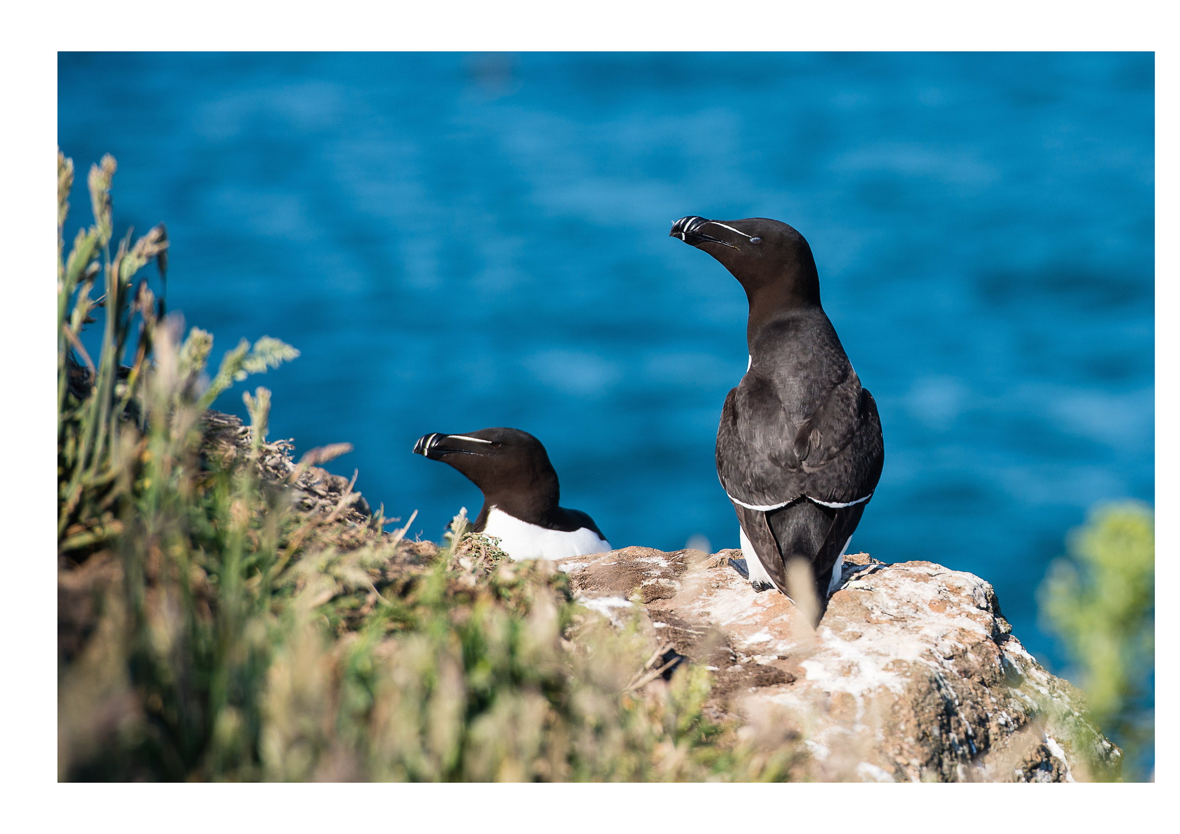 The Razorbill