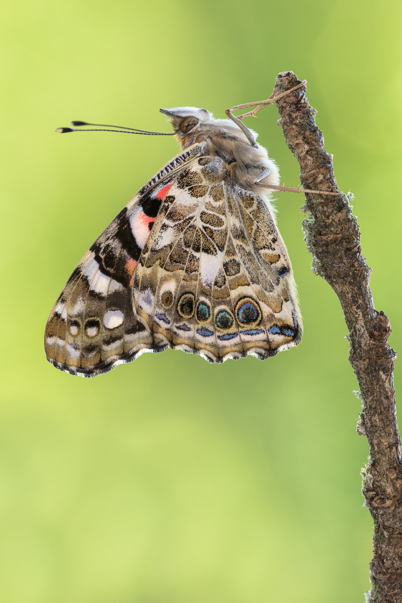 Painted Lady (Vanessa cardui) - imago