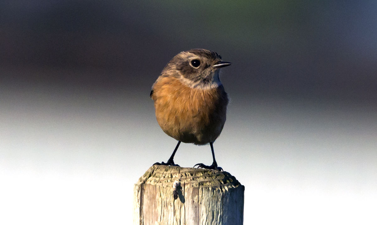 C'è qualcuno che conosce l'ID di questo uccel...