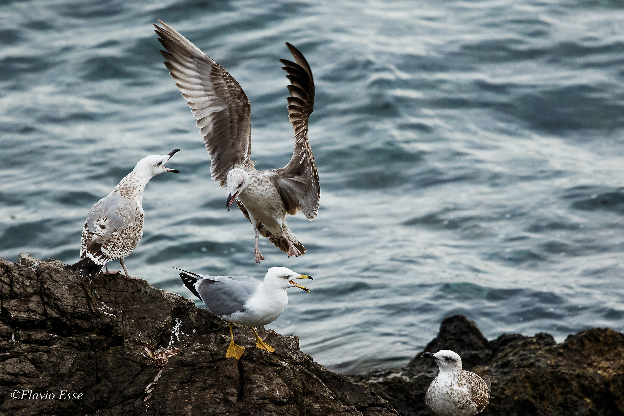 Vibrate grievances ....