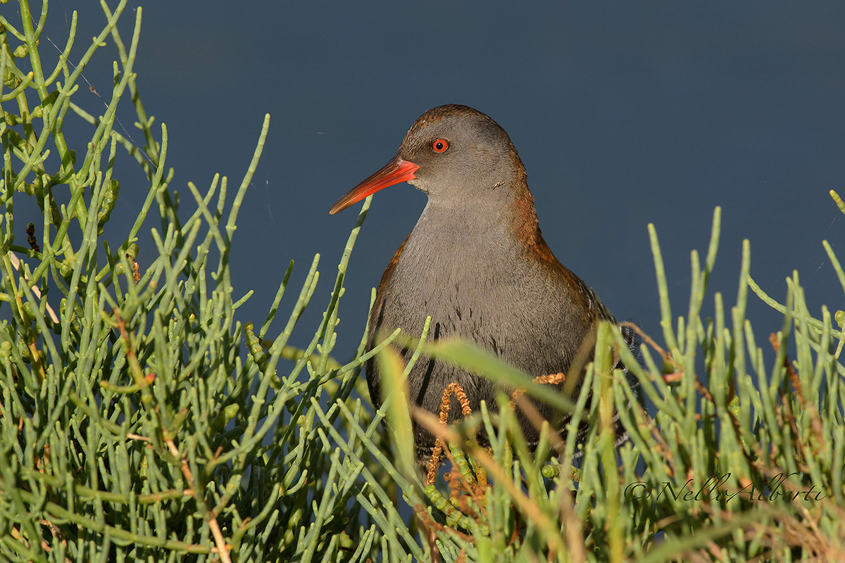 porciglione on hedge